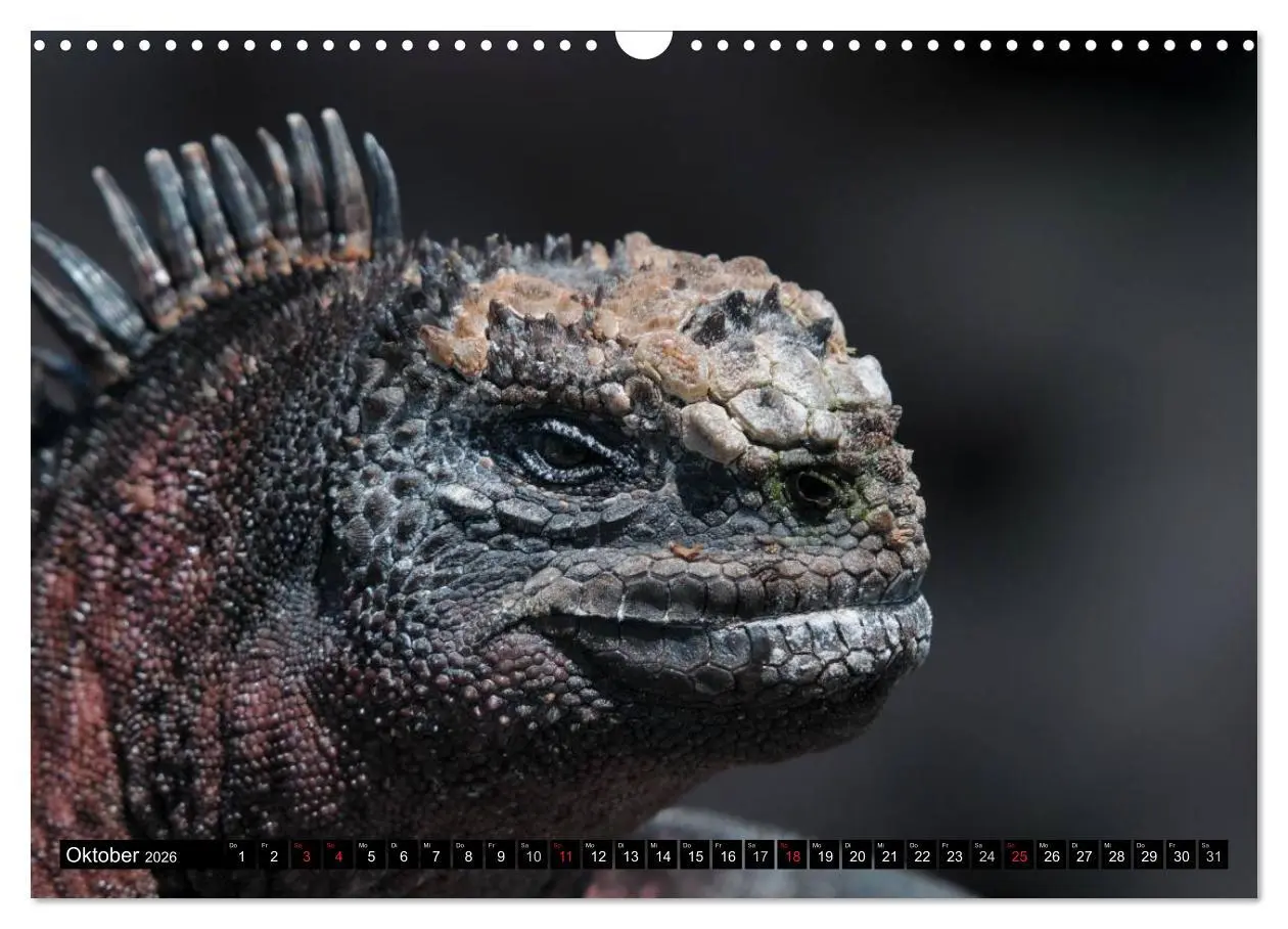 Bild: 9783516142297 | Galapagos Archipel- Faszination Tierwelt (Wandkalender 2026 DIN A3...