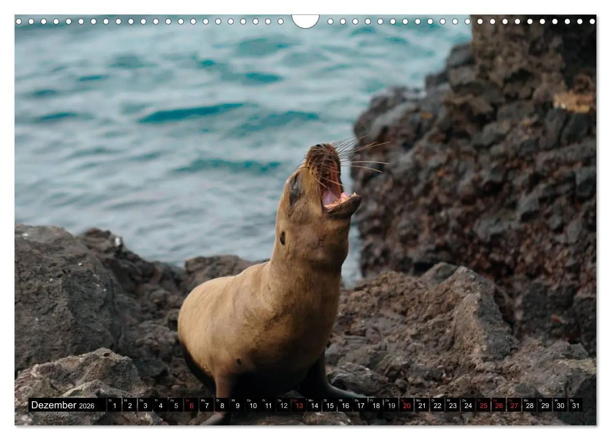 Bild: 9783516142297 | Galapagos Archipel- Faszination Tierwelt (Wandkalender 2026 DIN A3...