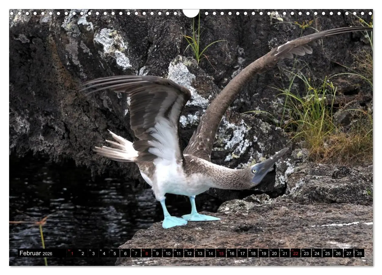 Bild: 9783516142297 | Galapagos Archipel- Faszination Tierwelt (Wandkalender 2026 DIN A3...