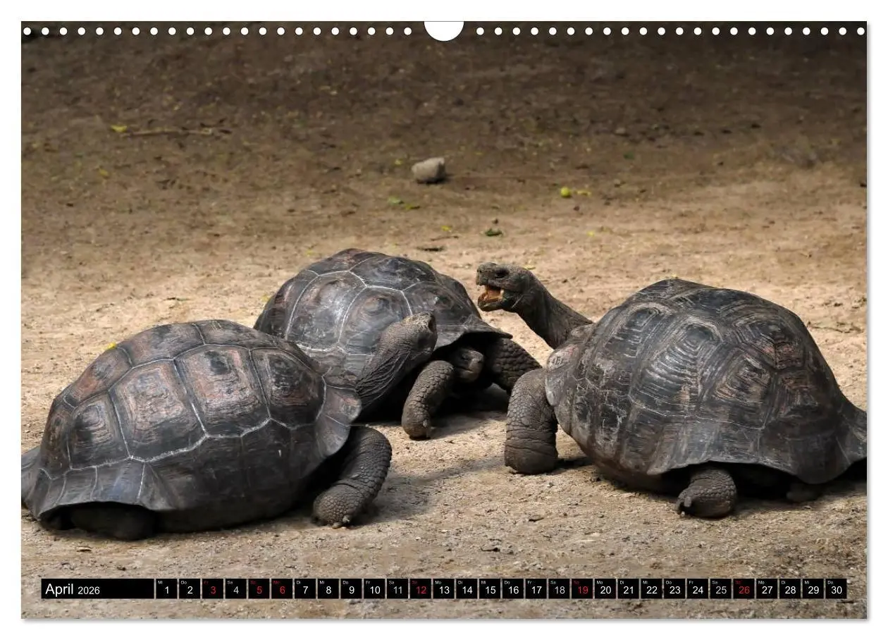 Bild: 9783516142297 | Galapagos Archipel- Faszination Tierwelt (Wandkalender 2026 DIN A3...