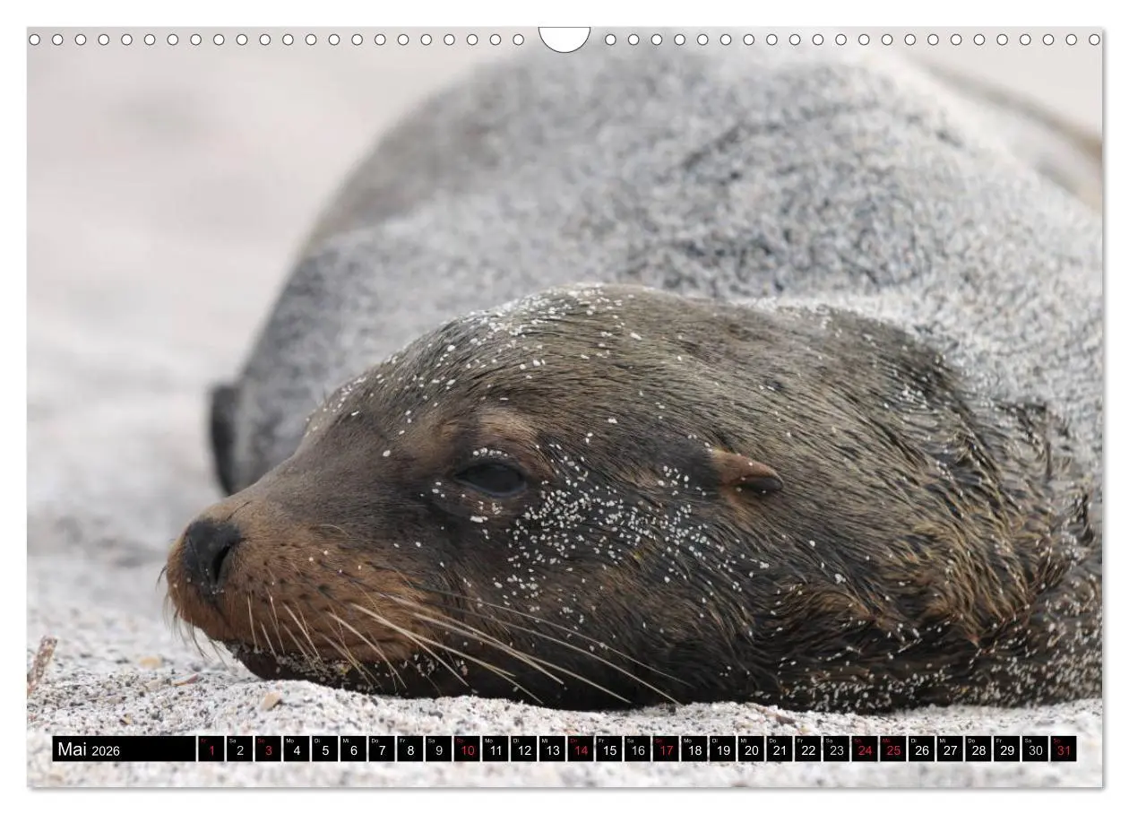 Bild: 9783516142297 | Galapagos Archipel- Faszination Tierwelt (Wandkalender 2026 DIN A3...
