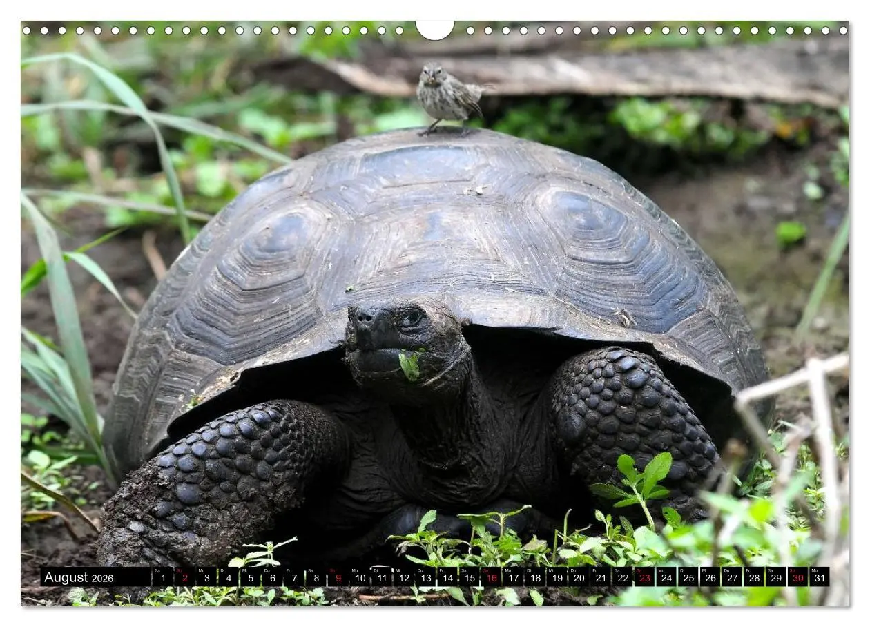Bild: 9783516142297 | Galapagos Archipel- Faszination Tierwelt (Wandkalender 2026 DIN A3...