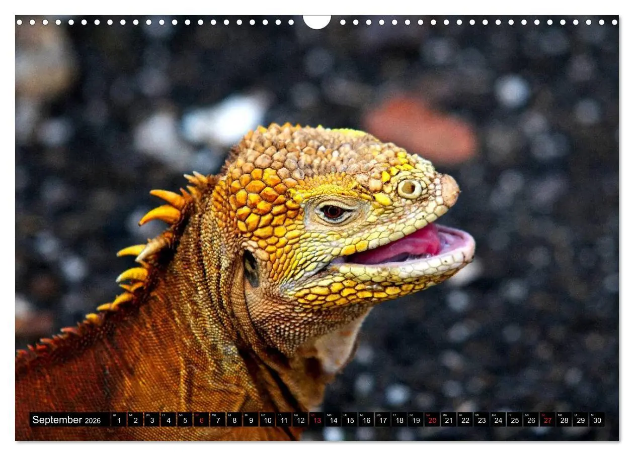 Bild: 9783516142297 | Galapagos Archipel- Faszination Tierwelt (Wandkalender 2026 DIN A3...
