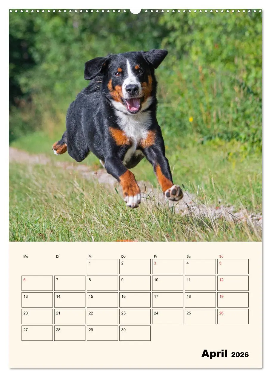 Bild: 9783516372397 | Appenzeller Sennenhund - Mit Plan durch das Jahr (Wandkalender 2026...