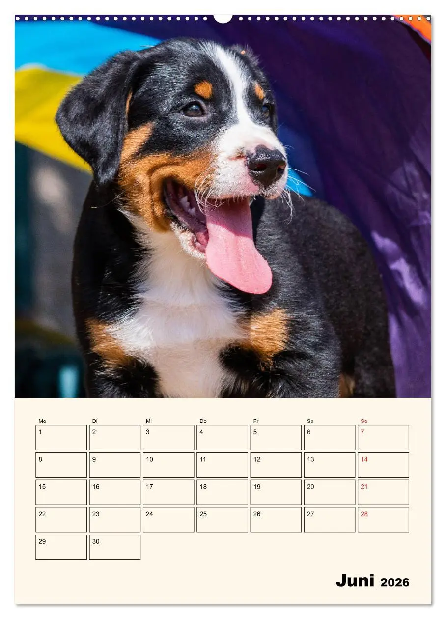 Bild: 9783516372397 | Appenzeller Sennenhund - Mit Plan durch das Jahr (Wandkalender 2026...