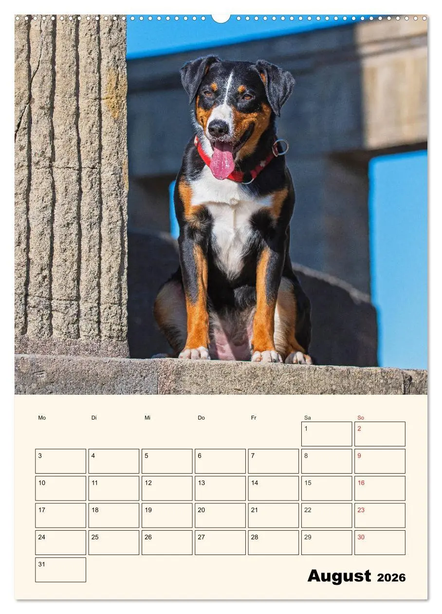 Bild: 9783516372397 | Appenzeller Sennenhund - Mit Plan durch das Jahr (Wandkalender 2026...