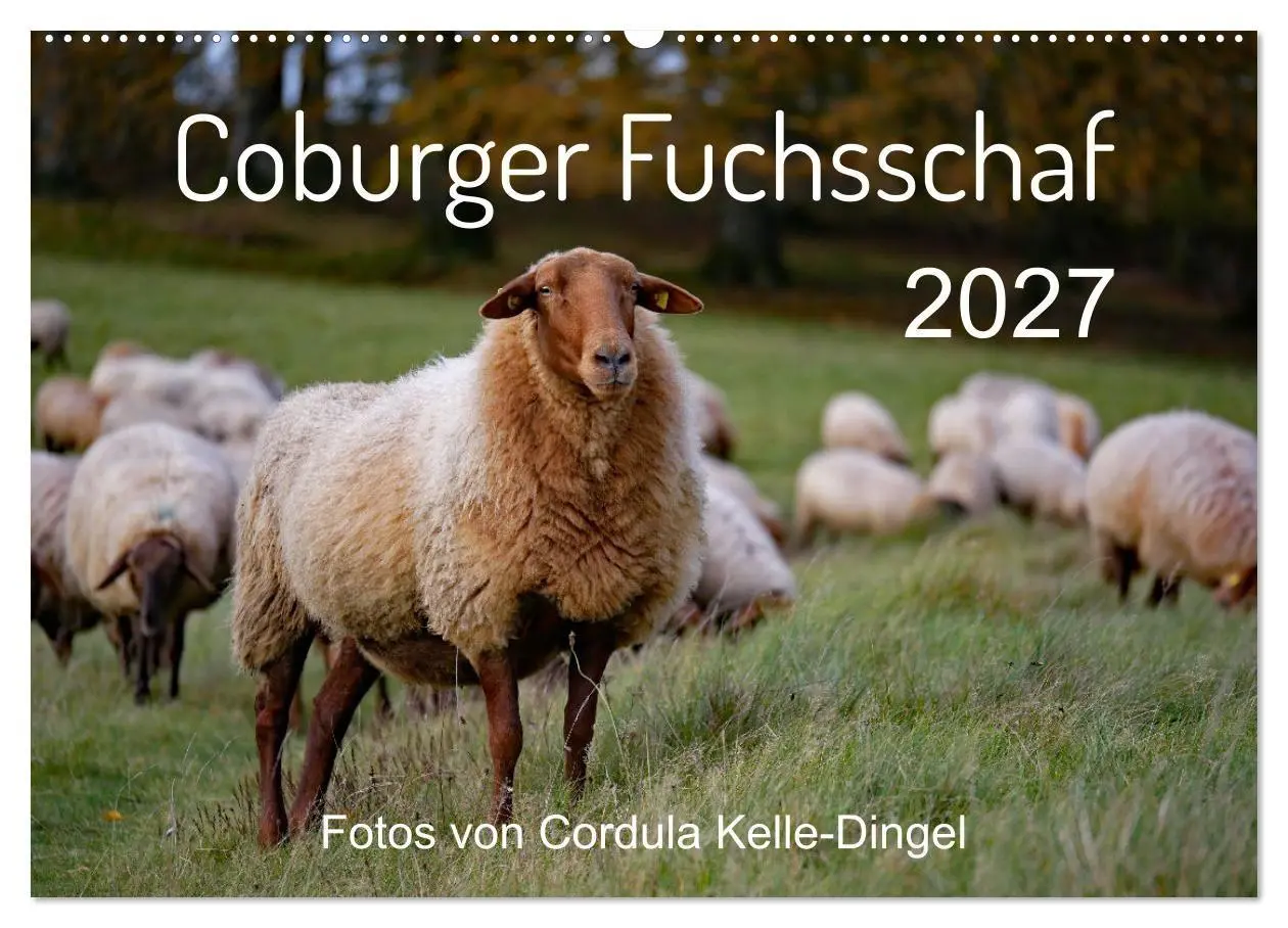 Cover: 9783569602397 | Coburger Fuchsschaf (Wandkalender 2027 DIN A2 quer), CALVENDO...