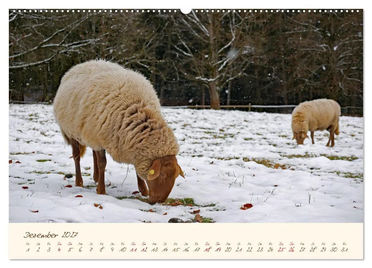Bild: 9783569602397 | Coburger Fuchsschaf (Wandkalender 2027 DIN A2 quer), CALVENDO...