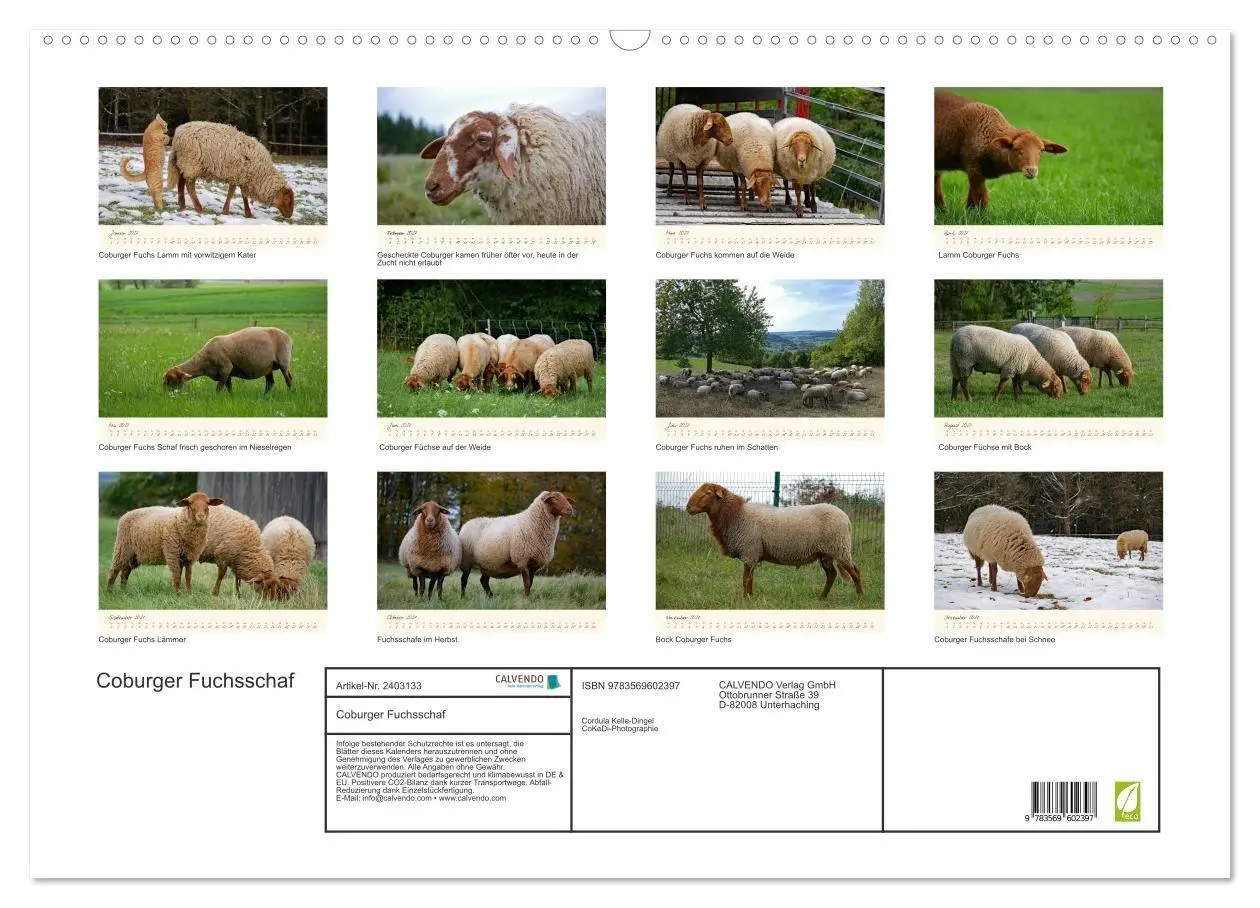 Bild: 9783569602397 | Coburger Fuchsschaf (Wandkalender 2027 DIN A2 quer), CALVENDO...