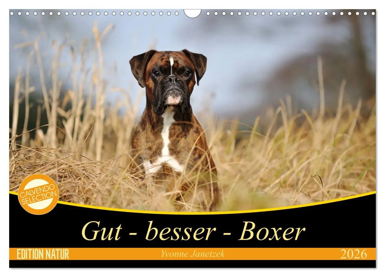 Cover: 9783457882597 | Gut - besser - Boxer (Wandkalender 2026 DIN A3 quer), CALVENDO...