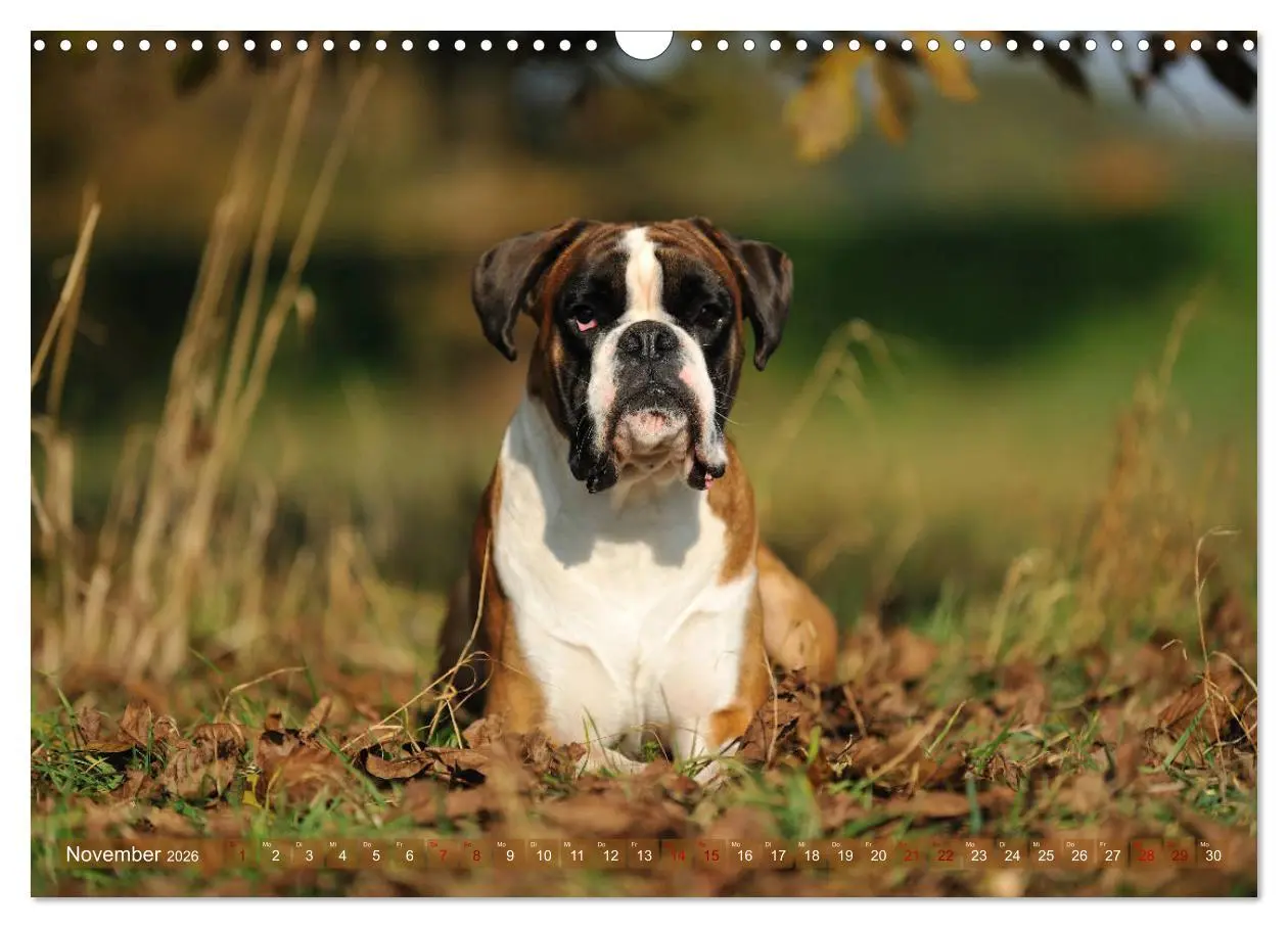 Bild: 9783457882597 | Gut - besser - Boxer (Wandkalender 2026 DIN A3 quer), CALVENDO...