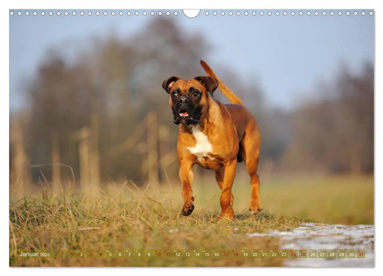 Bild: 9783457882597 | Gut - besser - Boxer (Wandkalender 2026 DIN A3 quer), CALVENDO...