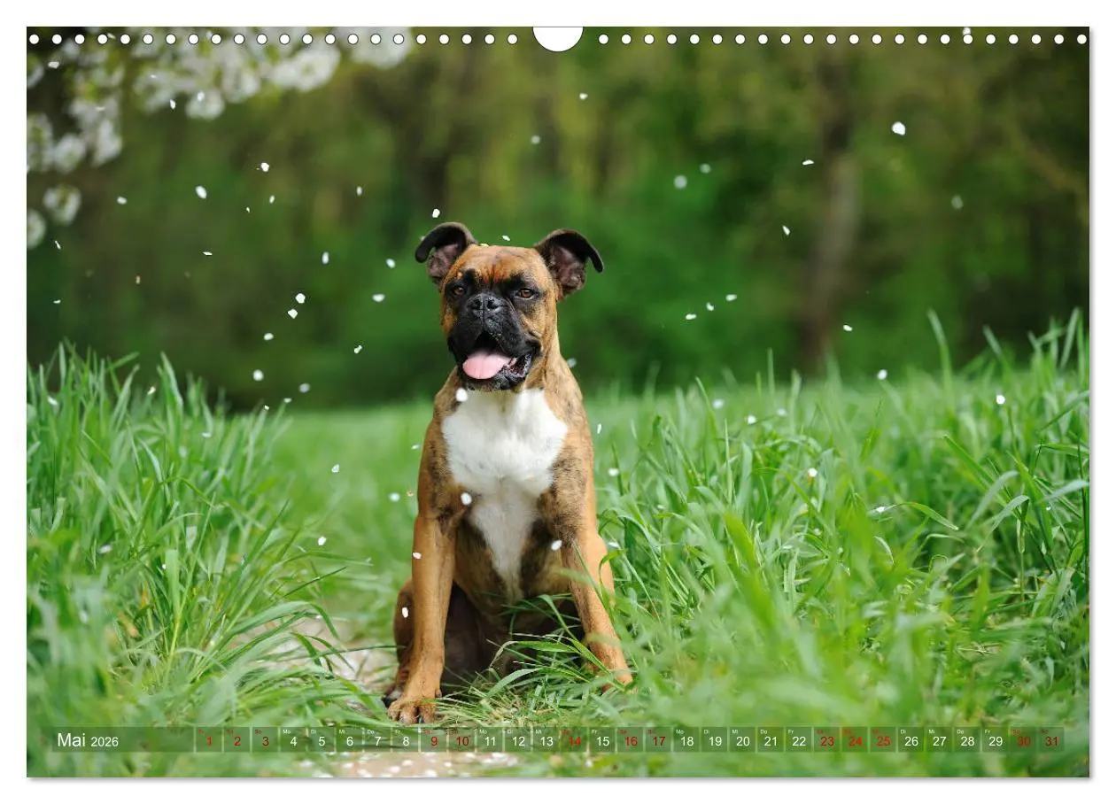 Bild: 9783457882597 | Gut - besser - Boxer (Wandkalender 2026 DIN A3 quer), CALVENDO...