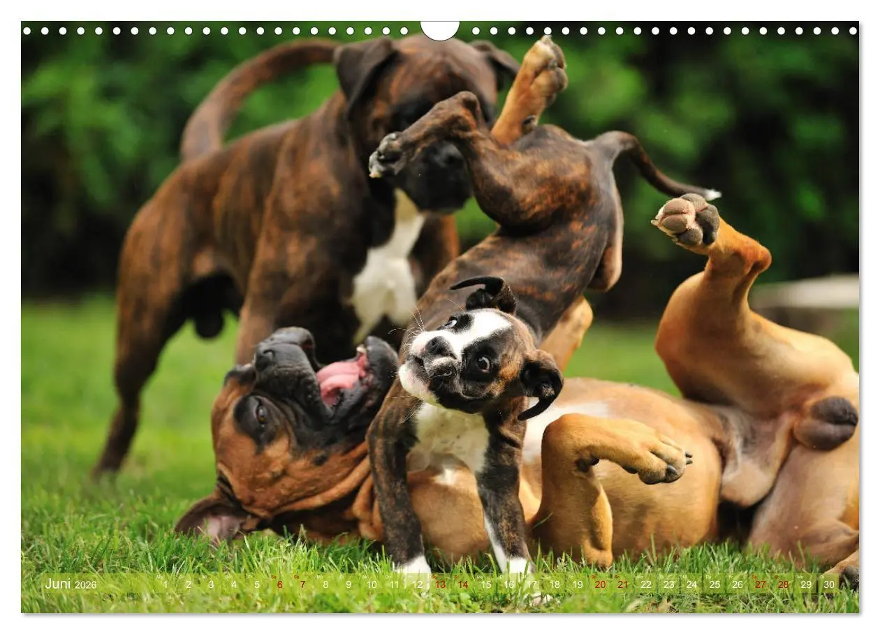 Bild: 9783457882597 | Gut - besser - Boxer (Wandkalender 2026 DIN A3 quer), CALVENDO...