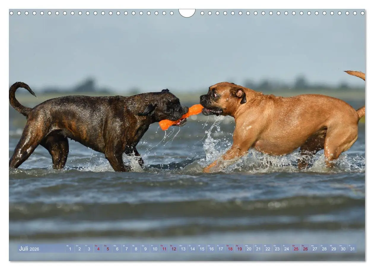 Bild: 9783457882597 | Gut - besser - Boxer (Wandkalender 2026 DIN A3 quer), CALVENDO...