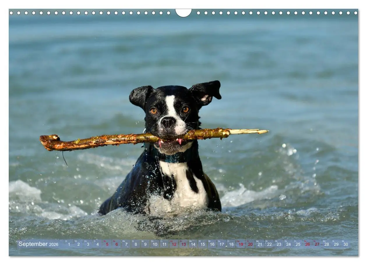 Bild: 9783457882597 | Gut - besser - Boxer (Wandkalender 2026 DIN A3 quer), CALVENDO...