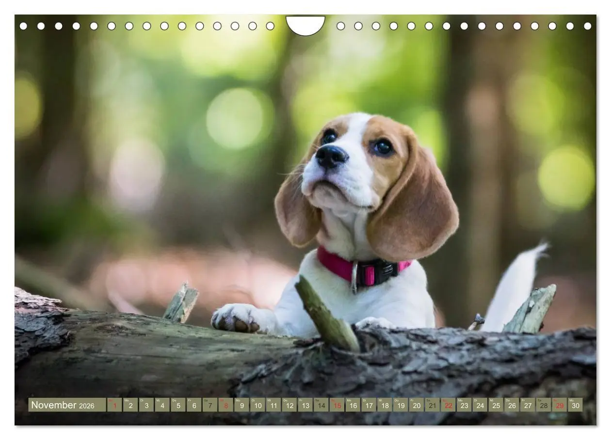 Bild: 9783516032697 | Beaglebabys auf Entdeckungstour (Wandkalender 2026 DIN A4 quer),...