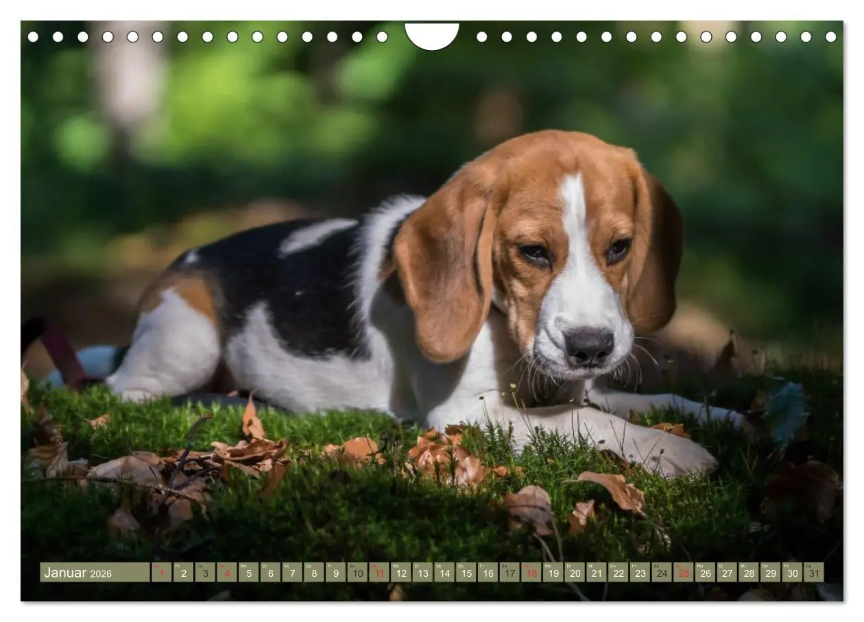 Bild: 9783516032697 | Beaglebabys auf Entdeckungstour (Wandkalender 2026 DIN A4 quer),...