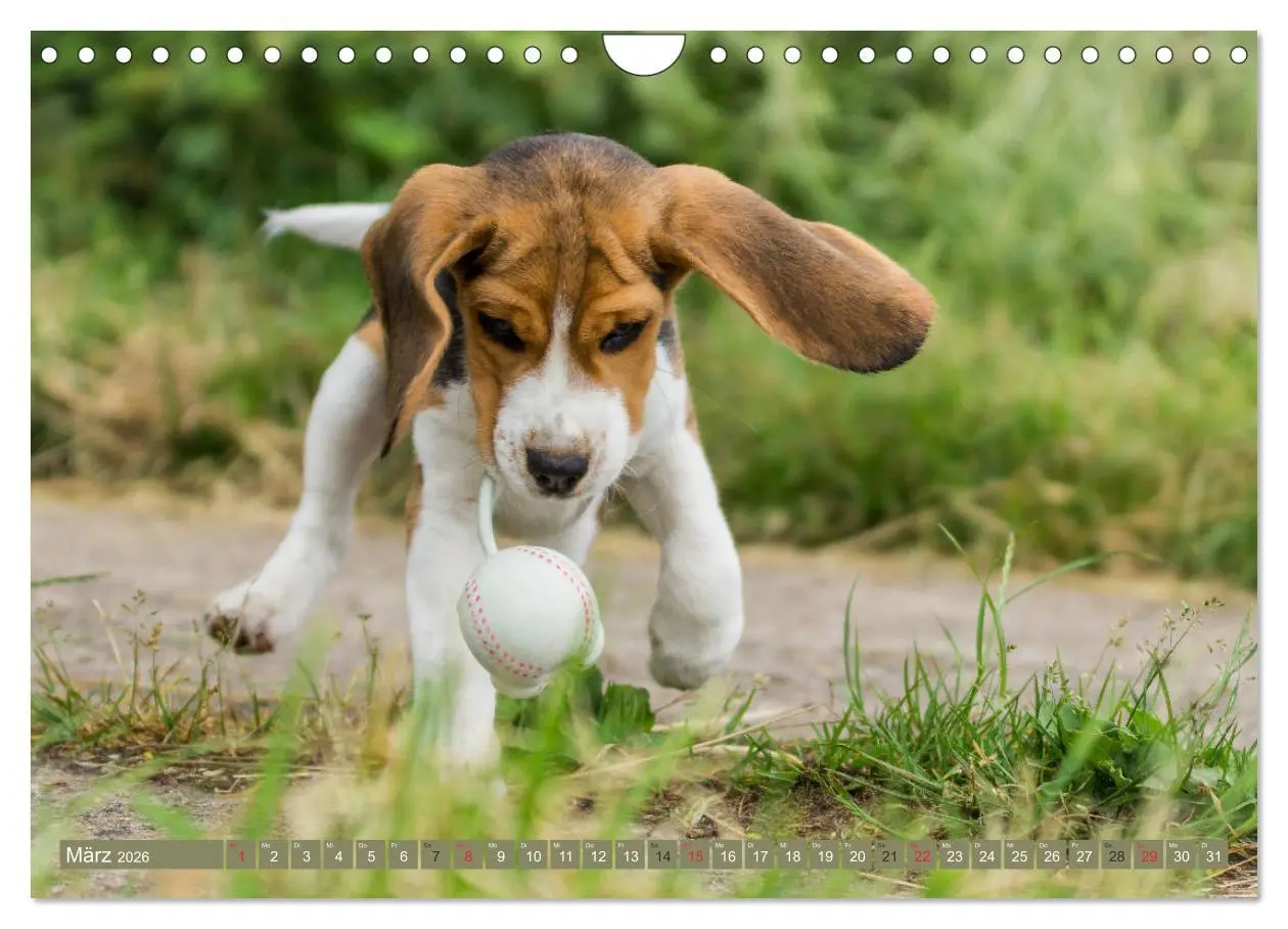 Bild: 9783516032697 | Beaglebabys auf Entdeckungstour (Wandkalender 2026 DIN A4 quer),...