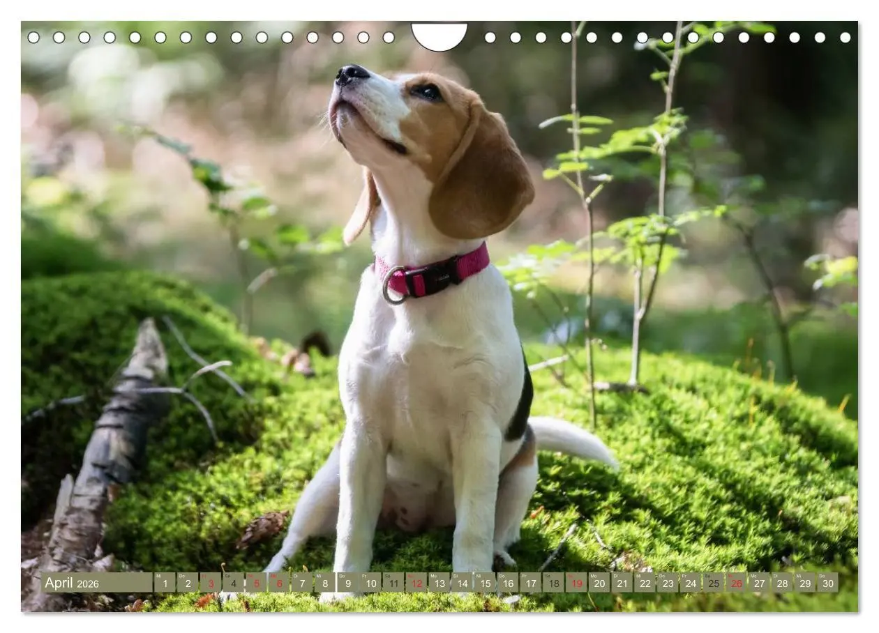Bild: 9783516032697 | Beaglebabys auf Entdeckungstour (Wandkalender 2026 DIN A4 quer),...