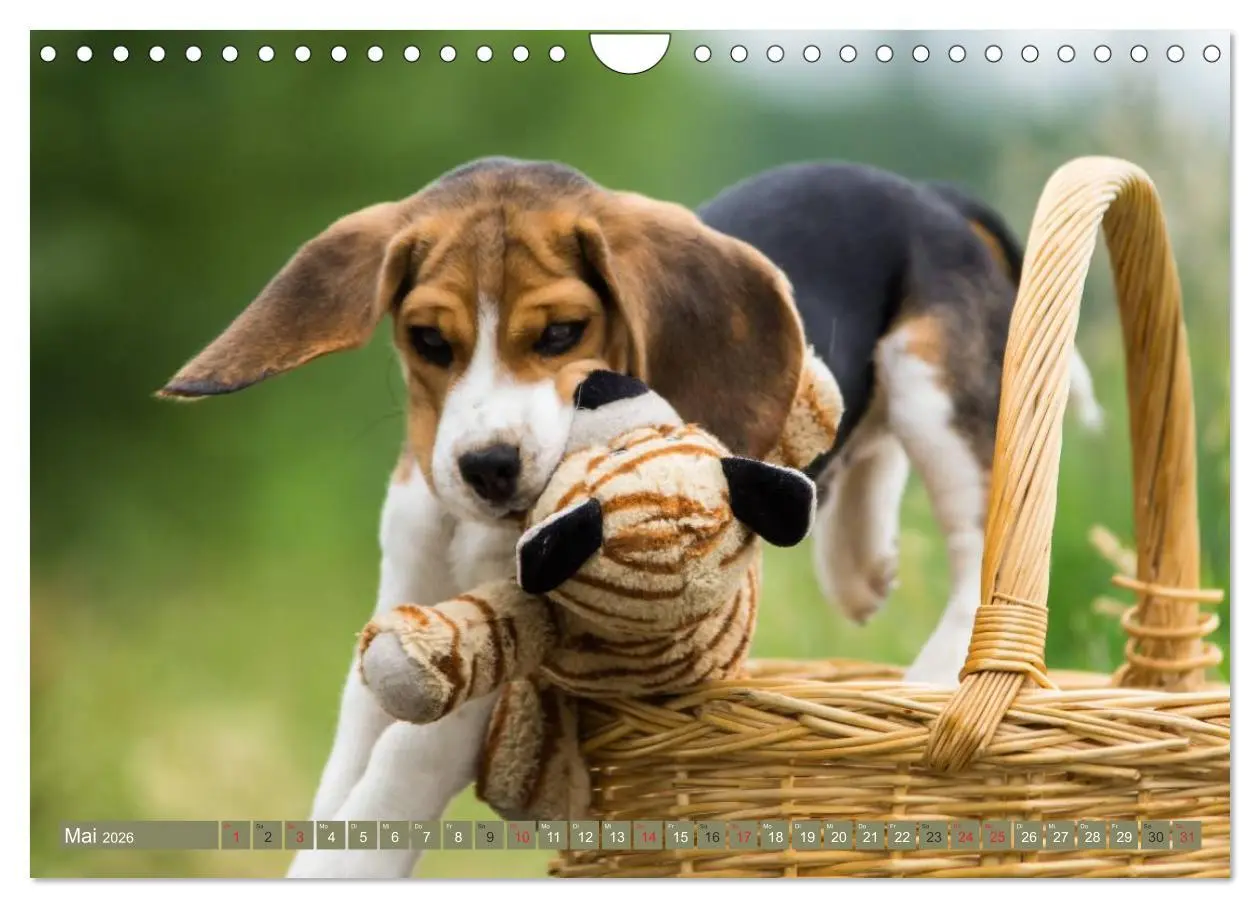 Bild: 9783516032697 | Beaglebabys auf Entdeckungstour (Wandkalender 2026 DIN A4 quer),...