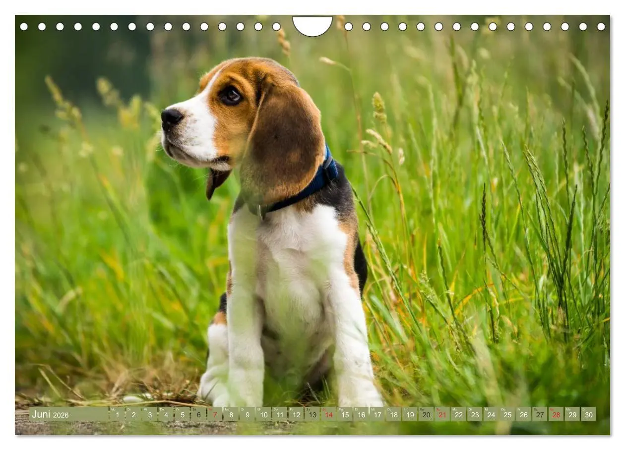 Bild: 9783516032697 | Beaglebabys auf Entdeckungstour (Wandkalender 2026 DIN A4 quer),...