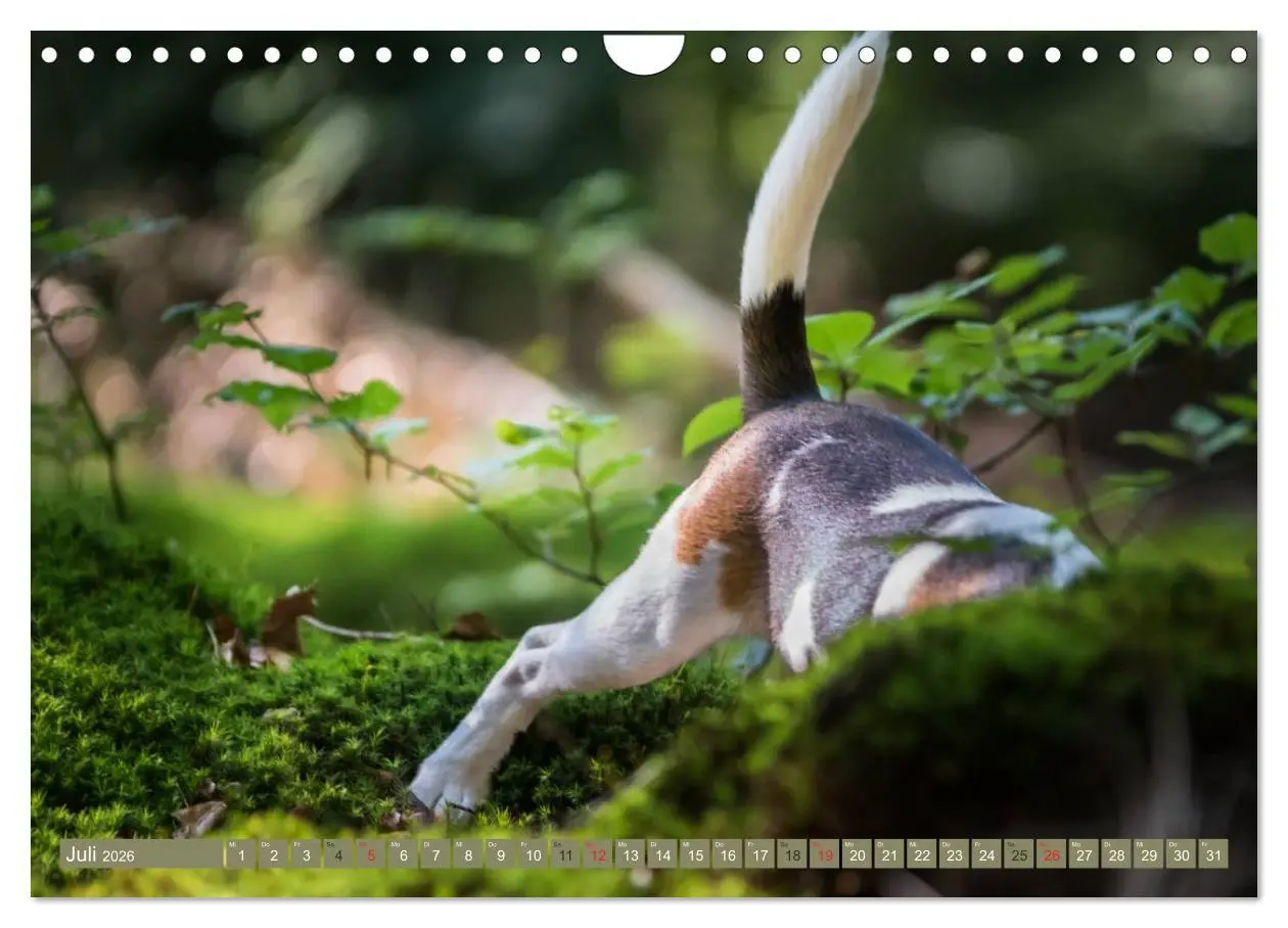 Bild: 9783516032697 | Beaglebabys auf Entdeckungstour (Wandkalender 2026 DIN A4 quer),...