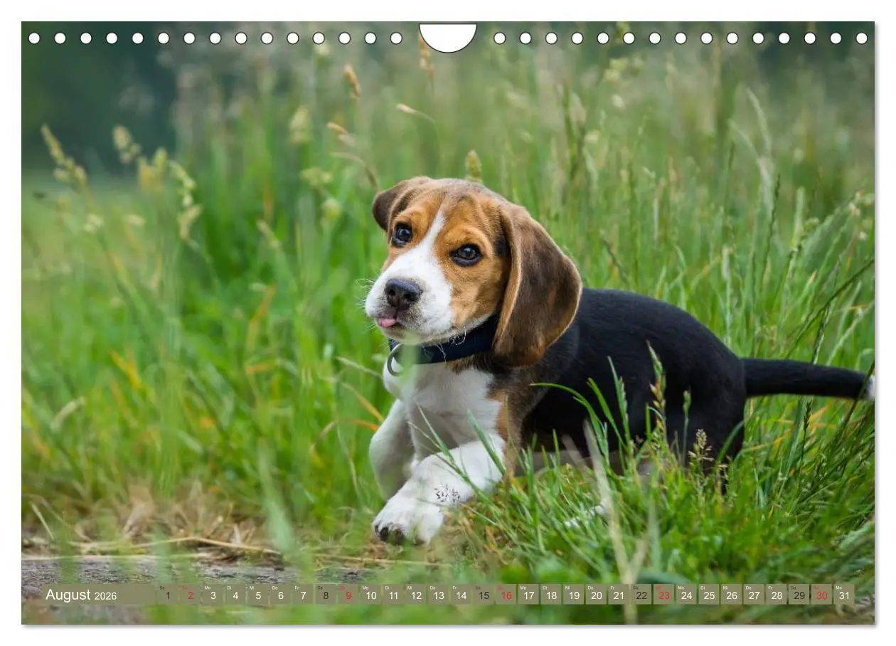 Bild: 9783516032697 | Beaglebabys auf Entdeckungstour (Wandkalender 2026 DIN A4 quer),...
