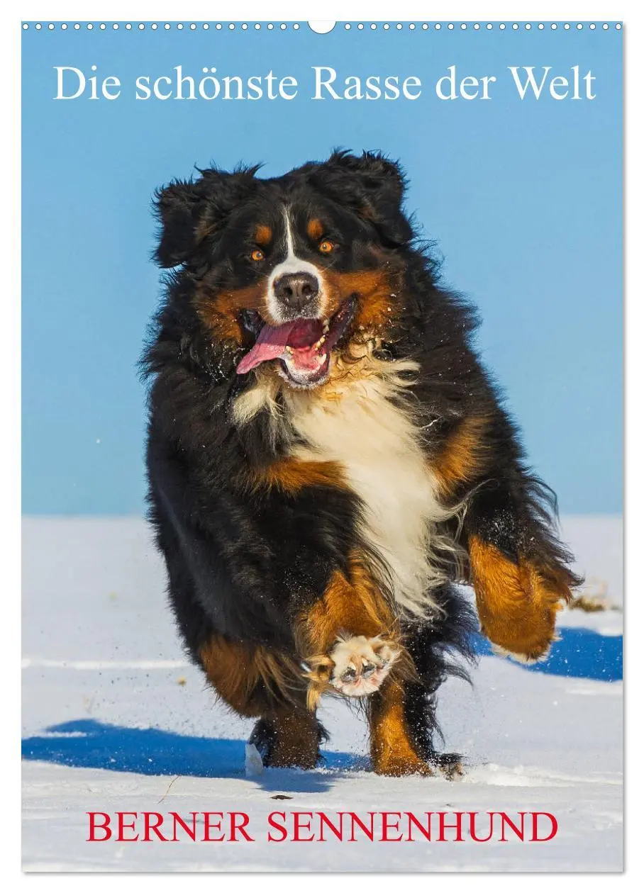 Cover: 9783516412697 | Die schönste Rasse der Welt - Berner Sennenhund (Wandkalender 2026...