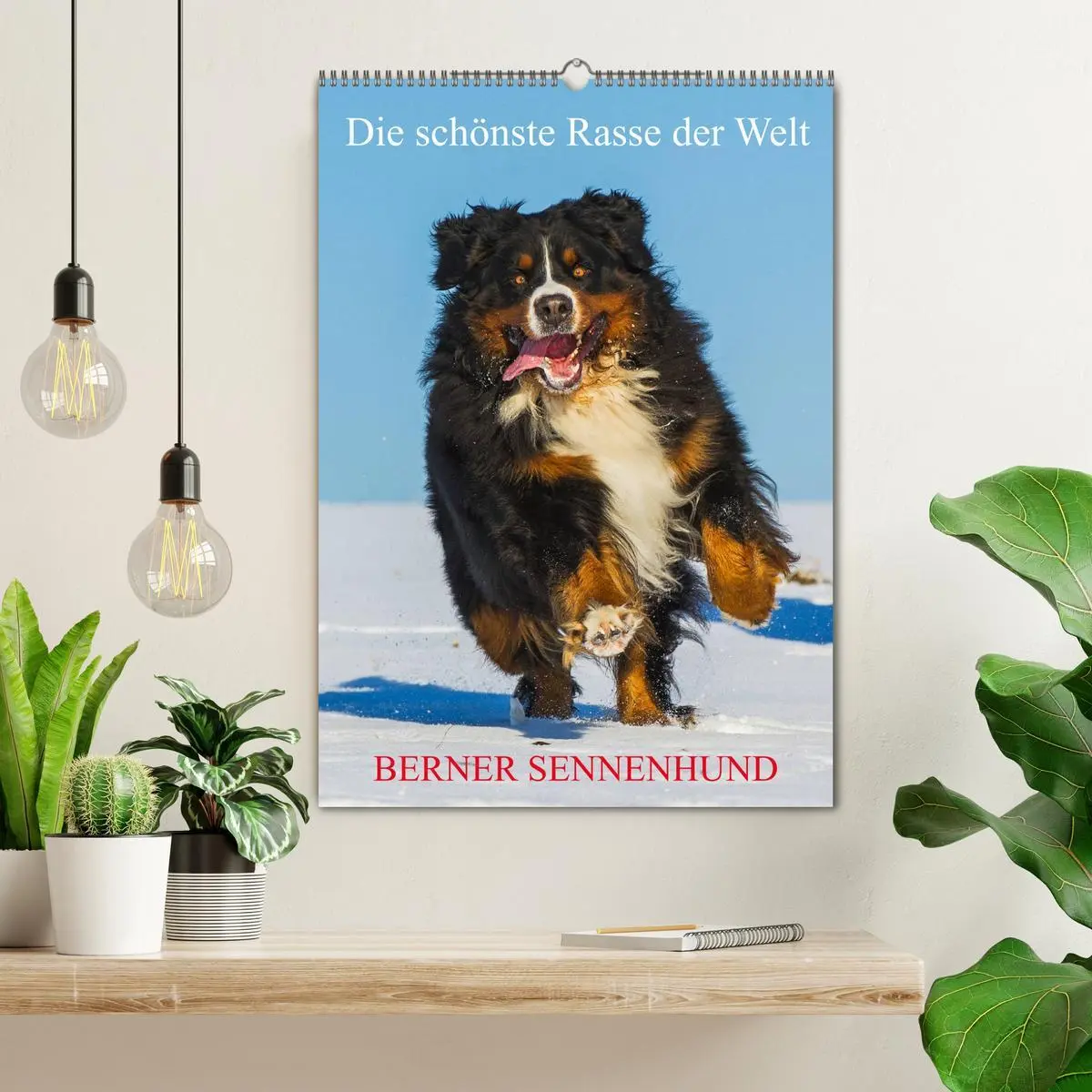Bild: 9783516412697 | Die schönste Rasse der Welt - Berner Sennenhund (Wandkalender 2026...