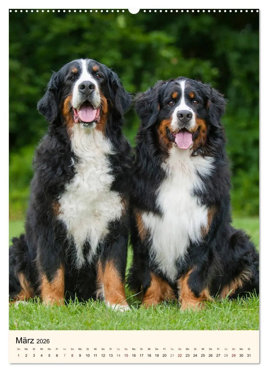 Bild: 9783516412697 | Die schönste Rasse der Welt - Berner Sennenhund (Wandkalender 2026...