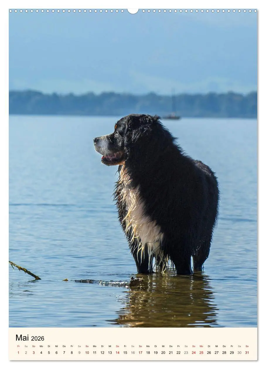 Bild: 9783516412697 | Die schönste Rasse der Welt - Berner Sennenhund (Wandkalender 2026...