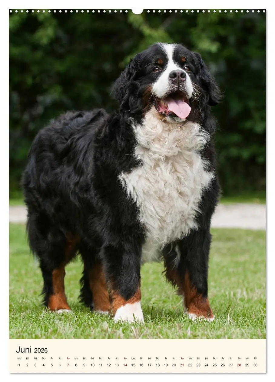 Bild: 9783516412697 | Die schönste Rasse der Welt - Berner Sennenhund (Wandkalender 2026...
