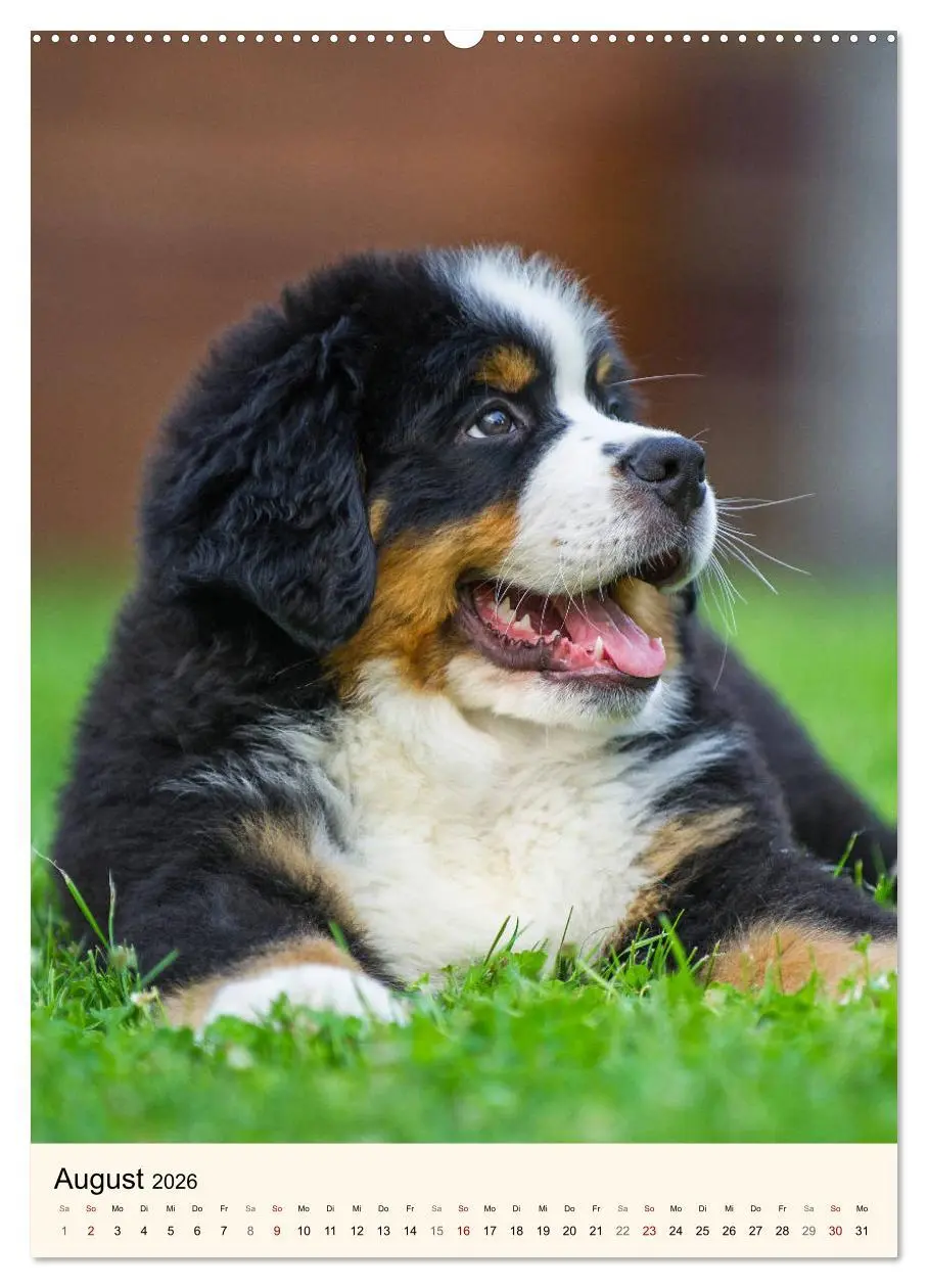 Bild: 9783516412697 | Die schönste Rasse der Welt - Berner Sennenhund (Wandkalender 2026...