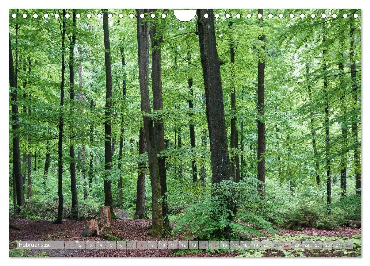 Bild: 9783457792797 | Teutoburger Wald - Natur und Kultur (Wandkalender 2026 DIN A4...