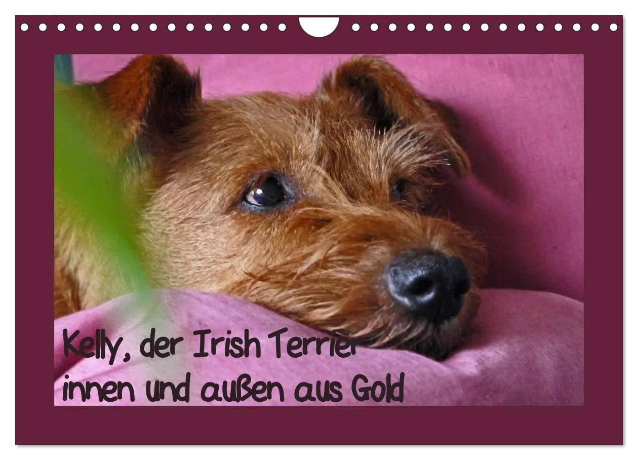 Cover: 9783457932797 | Kelly, der Irish Terrier - innen und außen aus Gold (Wandkalender...
