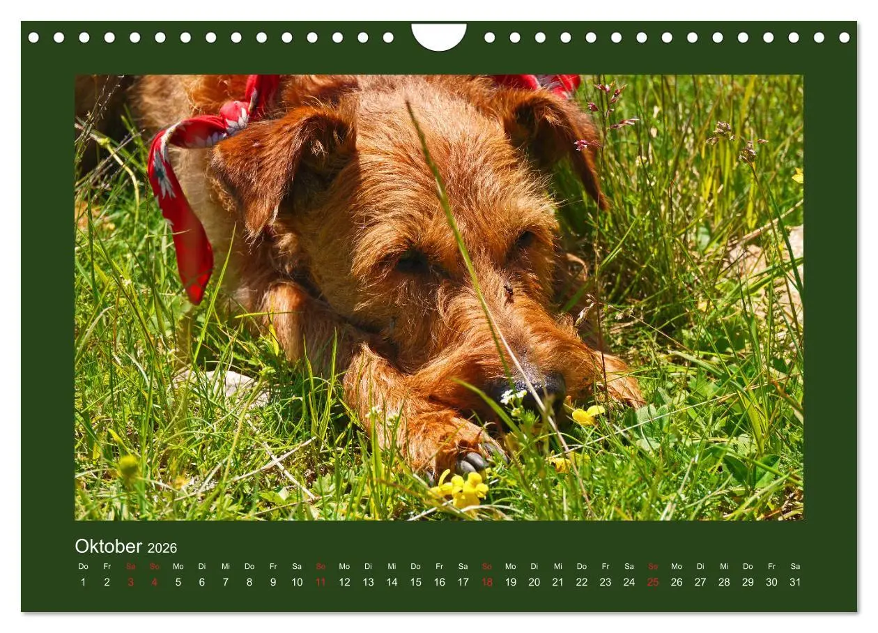 Bild: 9783457932797 | Kelly, der Irish Terrier - innen und außen aus Gold (Wandkalender...