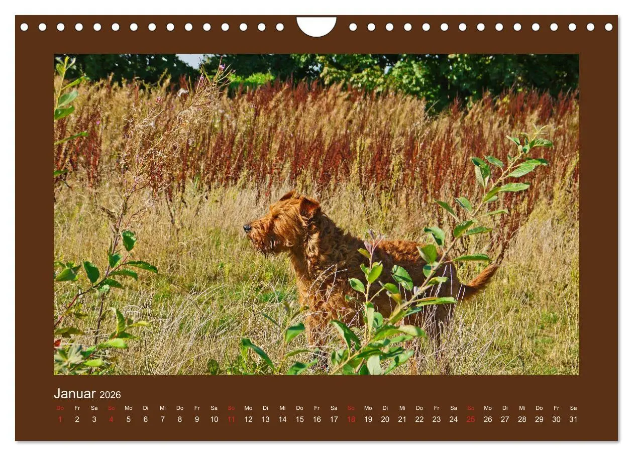 Bild: 9783457932797 | Kelly, der Irish Terrier - innen und außen aus Gold (Wandkalender...