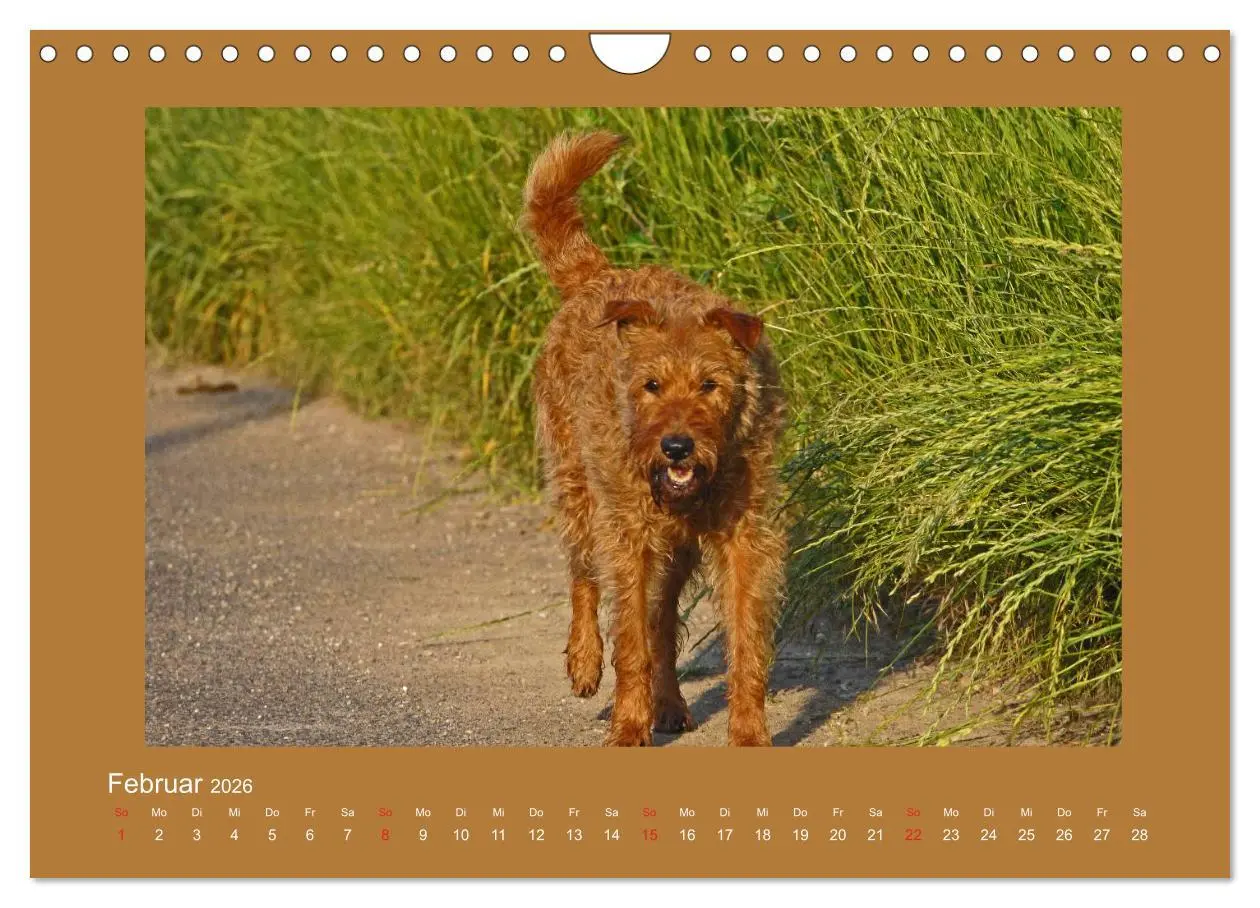 Bild: 9783457932797 | Kelly, der Irish Terrier - innen und außen aus Gold (Wandkalender...