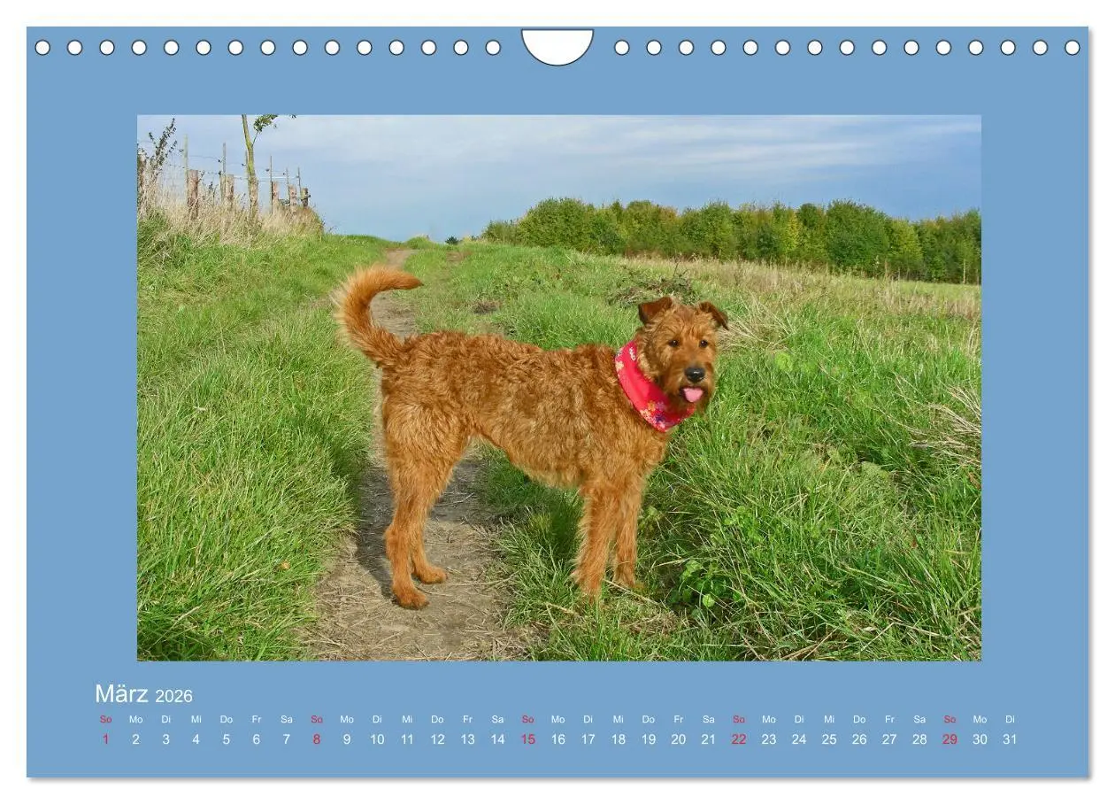 Bild: 9783457932797 | Kelly, der Irish Terrier - innen und außen aus Gold (Wandkalender...