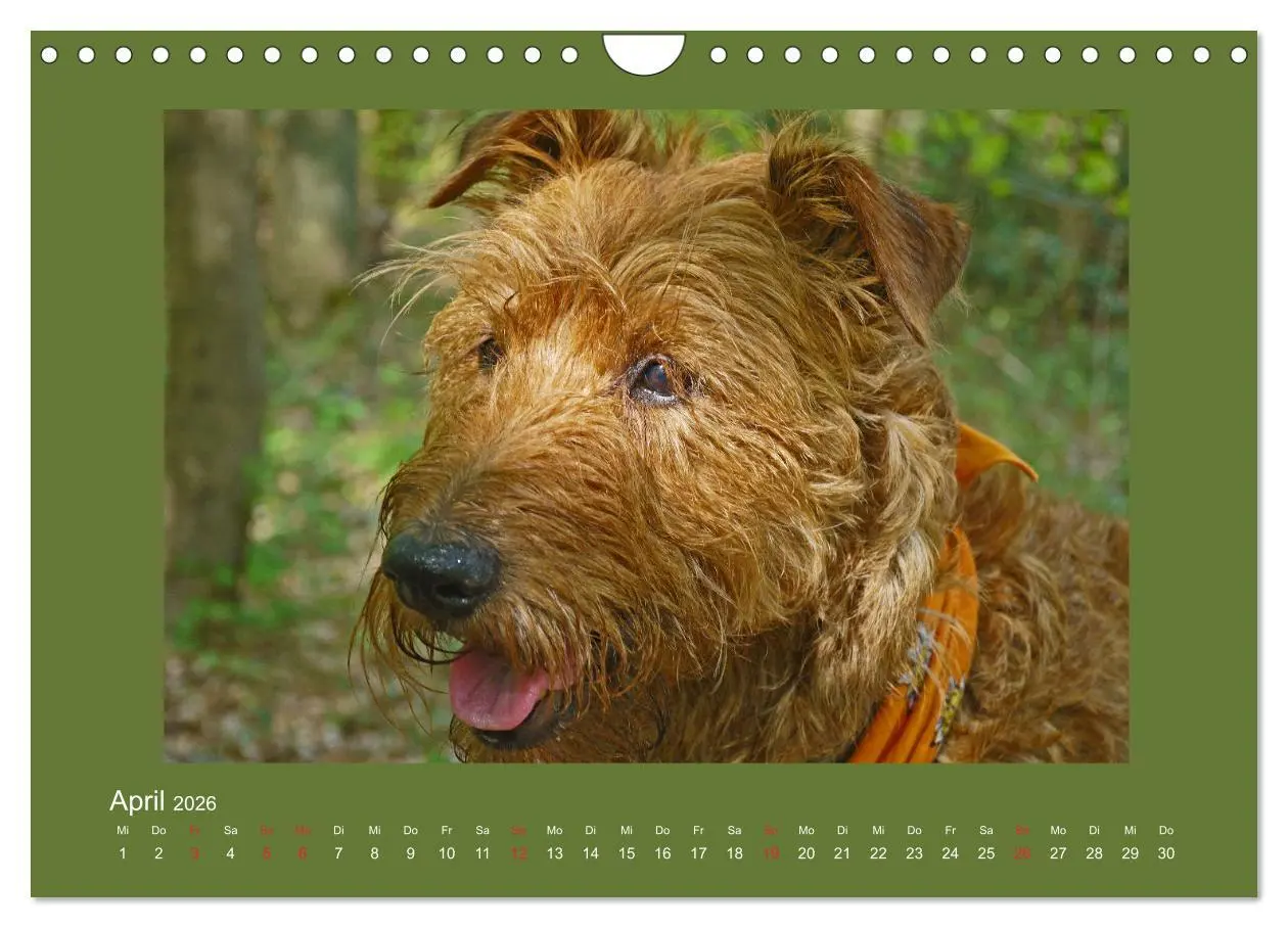 Bild: 9783457932797 | Kelly, der Irish Terrier - innen und außen aus Gold (Wandkalender...