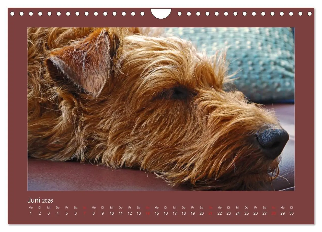 Bild: 9783457932797 | Kelly, der Irish Terrier - innen und außen aus Gold (Wandkalender...