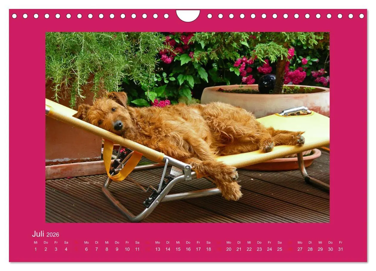Bild: 9783457932797 | Kelly, der Irish Terrier - innen und außen aus Gold (Wandkalender...