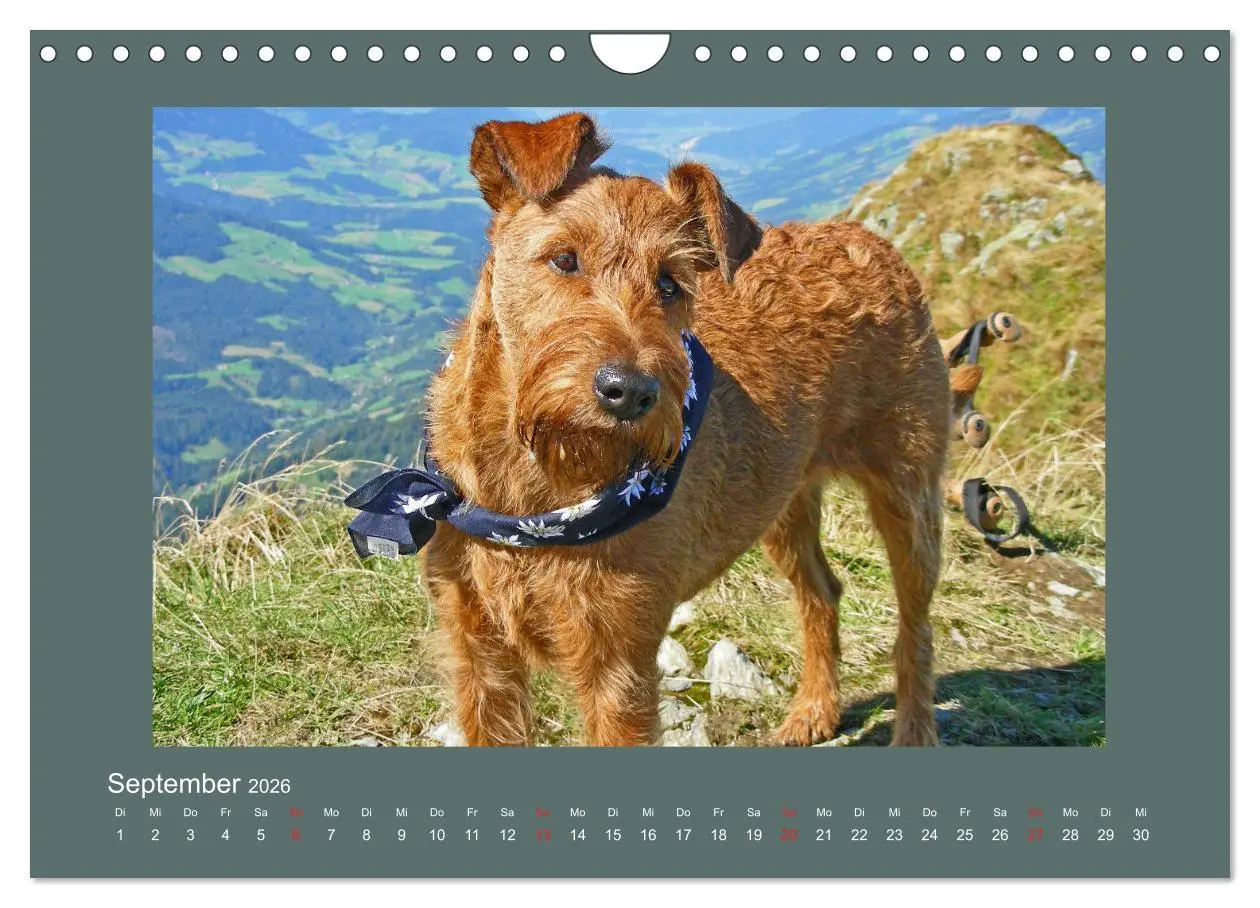 Bild: 9783457932797 | Kelly, der Irish Terrier - innen und außen aus Gold (Wandkalender...
