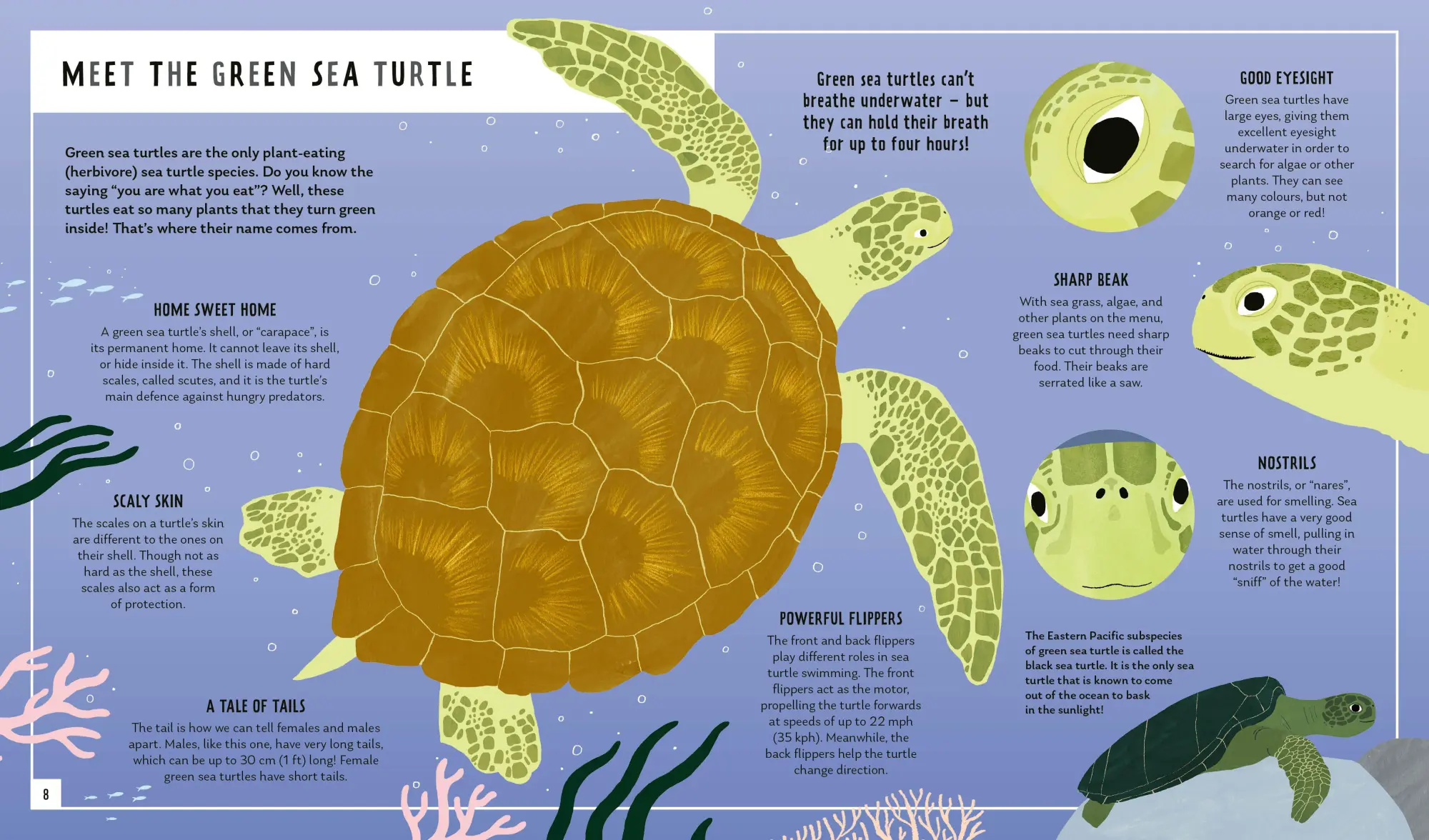 Bild: 9781838992897 | Green Sea Turtle (Young Zoologist) | Carlee Jackson (u. a.) | Buch