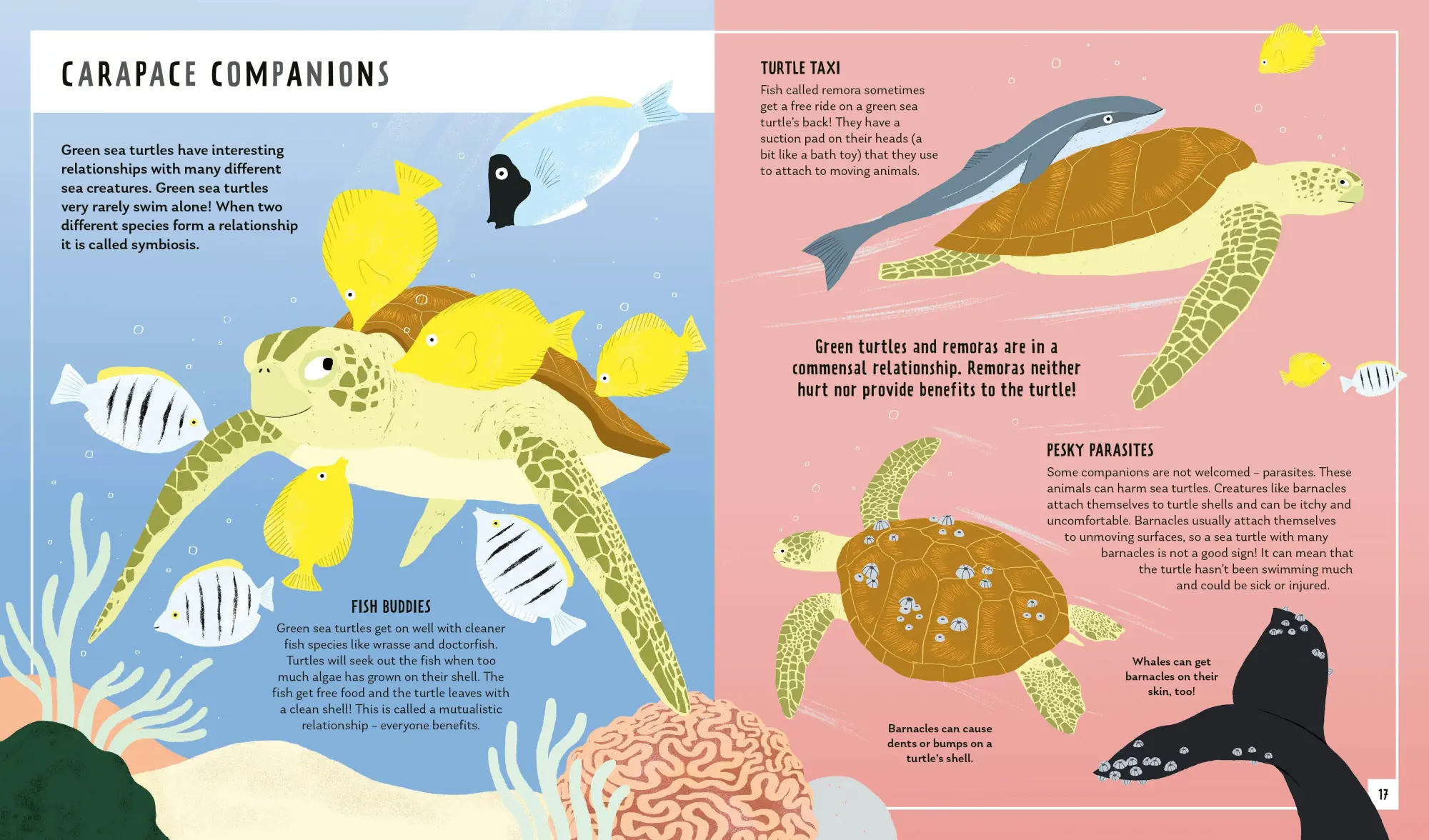 Bild: 9781838992897 | Green Sea Turtle (Young Zoologist) | Carlee Jackson (u. a.) | Buch