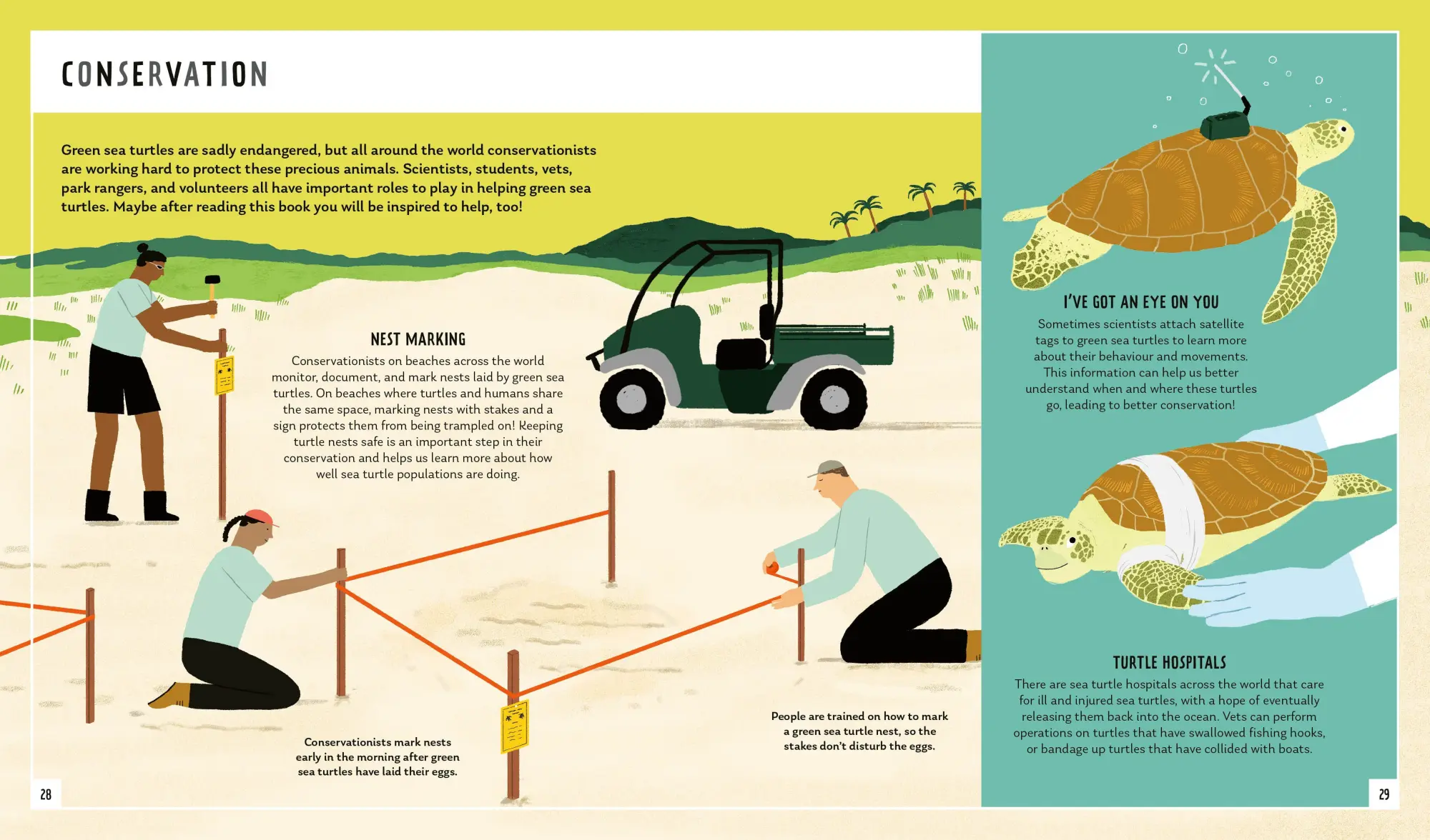 Bild: 9781838992897 | Green Sea Turtle (Young Zoologist) | Carlee Jackson (u. a.) | Buch