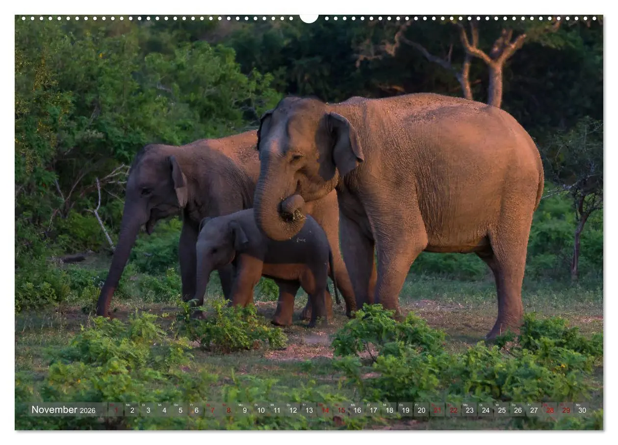 Bild: 9783457852897 | Reise nach Sri Lanka (Wandkalender 2026 DIN A2 quer), CALVENDO...