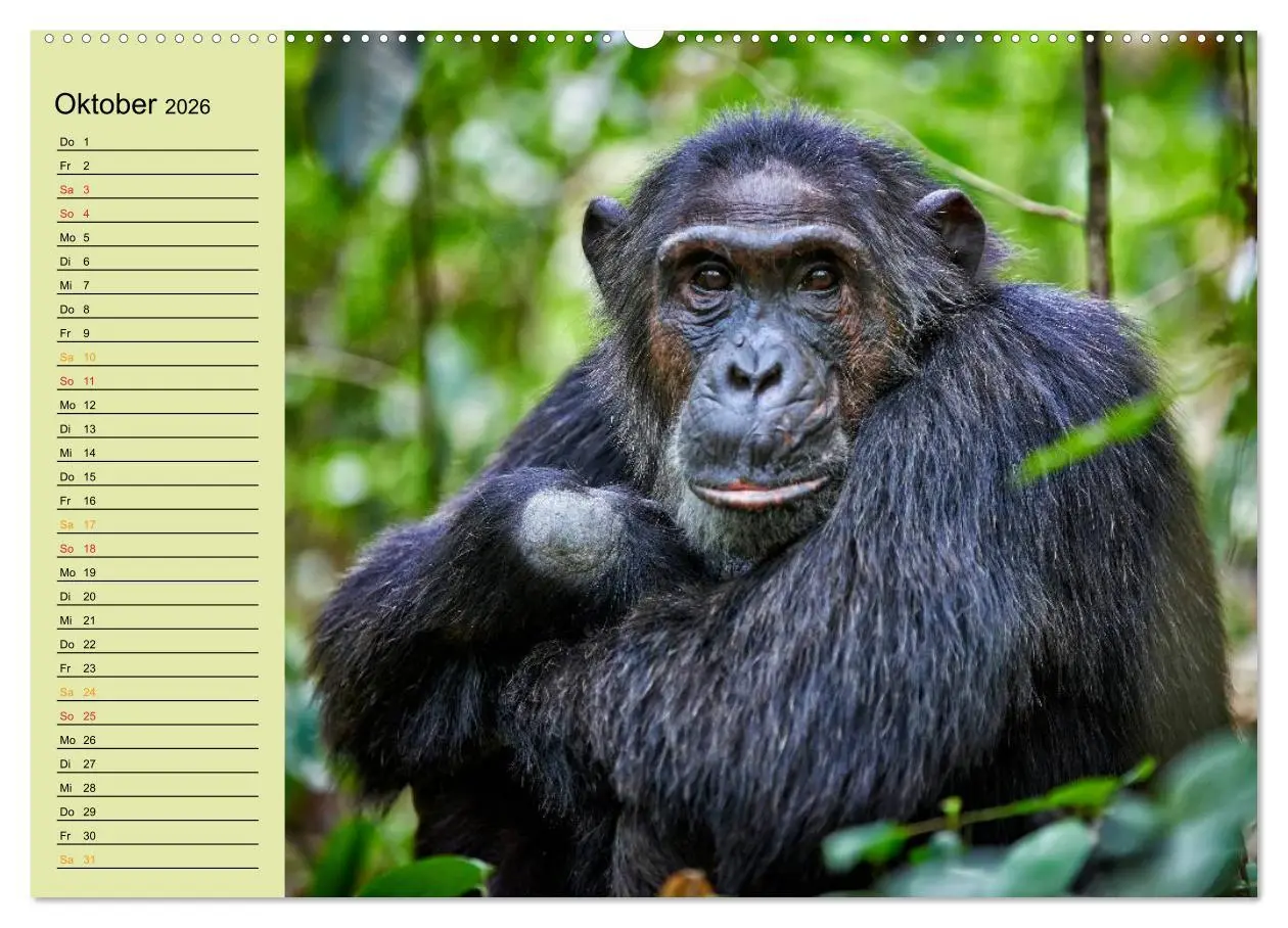 Bild: 9783516012897 | Ugandas wilde Menschenaffen (hochwertiger Premium Wandkalender 2026...