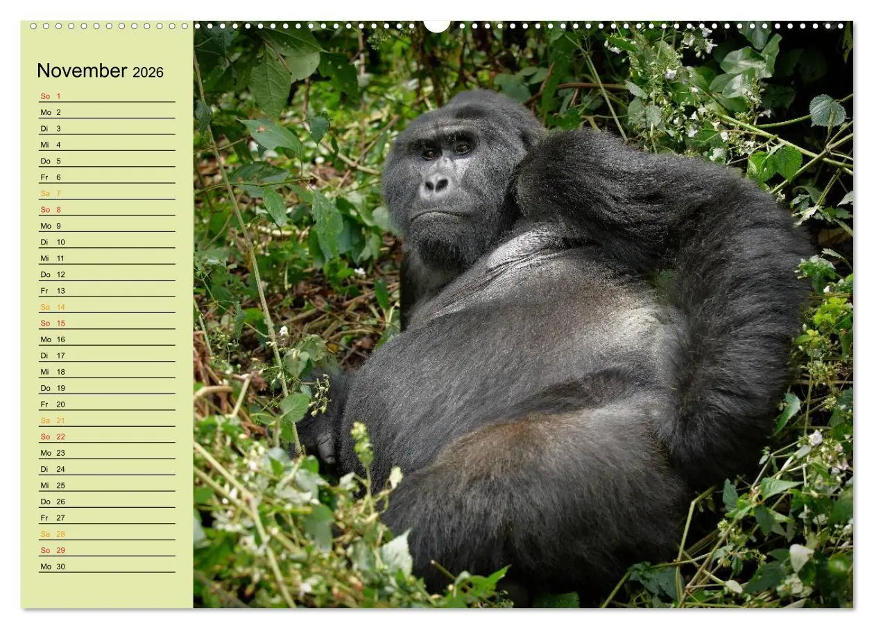 Bild: 9783516012897 | Ugandas wilde Menschenaffen (hochwertiger Premium Wandkalender 2026...